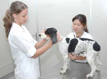 Hospital Veterinário é campo de estágio